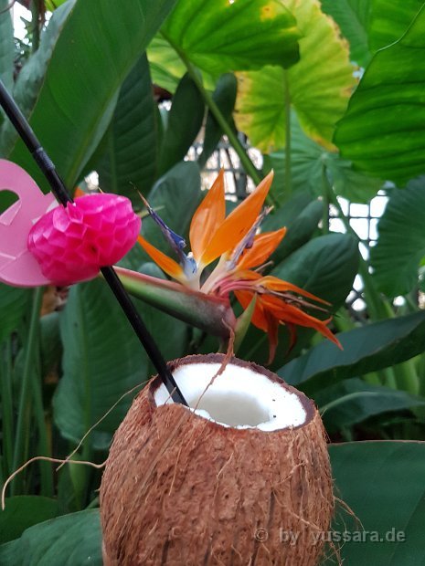 Frische Kokosnuss, mit oder ohne Kokosnuss Rum, als Begrüßung Cocktail für ihre Gäste